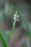 Gohlson's sedge